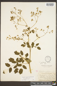 Thalictrum pubescens image