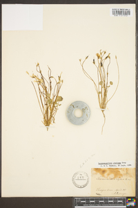 Leavenworthia stylosa image