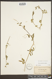 Vicia minutiflora image