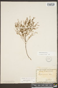 Lechea tenuifolia image