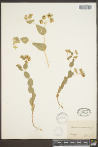 Bupleurum rotundifolium image