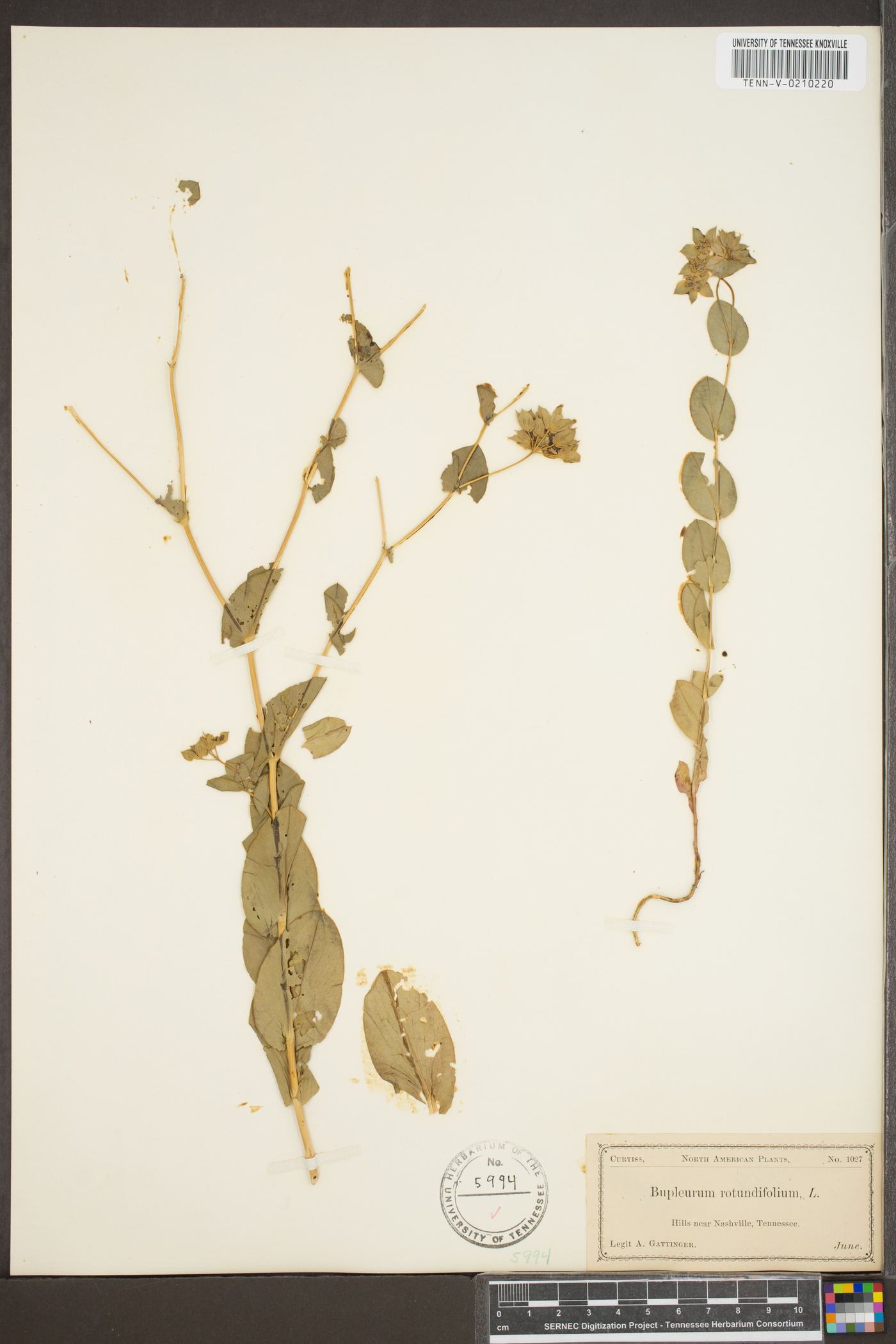 Bupleurum rotundifolium image