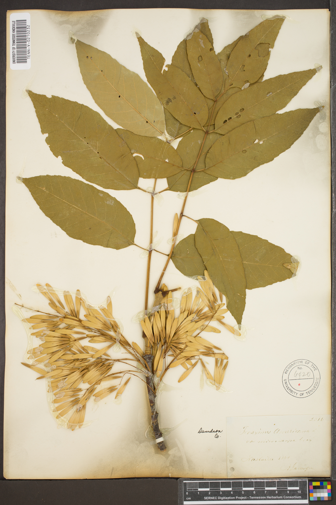 Fraxinus americana var. microcarpa image