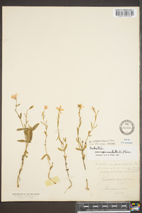 Sabatia campanulata image