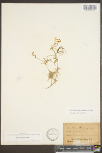 Phlox bifida subsp. stellaria image