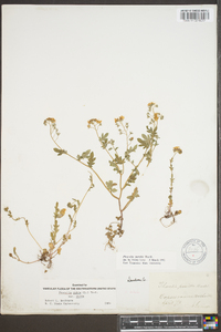 Phacelia purshii image