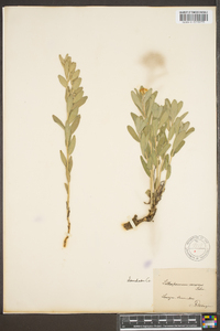 Lithospermum canescens image