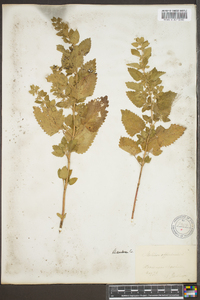 Melissa officinalis image