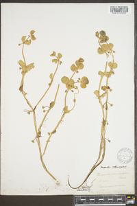 Herpestis rotundifolia image