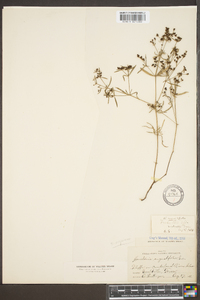 Stenaria nigricans image