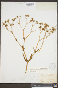 Valerianella umbilicata f. umbilicata image