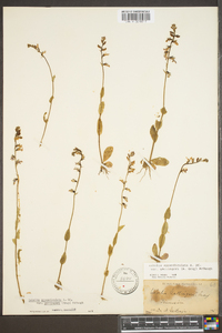 Lobelia appendiculata var. gattingeri image