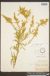 Solidago rupestris image