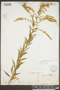 Solidago rupestris image