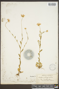Bellis integrifolia image
