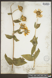 Helianthus mollis image