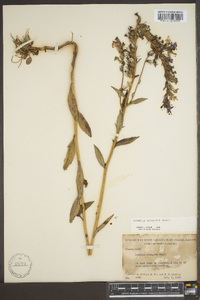 Lobelia elongata image