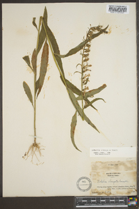 Lobelia elongata image