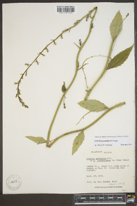 Lobelia georgiana image