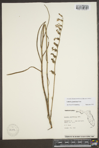 Lobelia glandulosa image