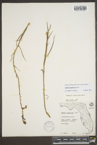 Lobelia glandulosa image