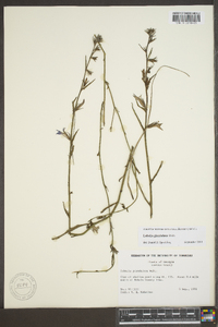 Lobelia glandulosa image