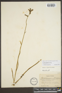 Lobelia glandulosa image