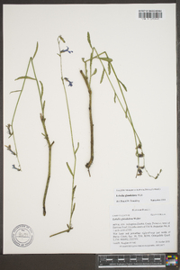 Lobelia glandulosa image