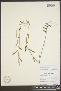 Lobelia glandulosa image