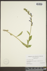 Lobelia glandulosa image