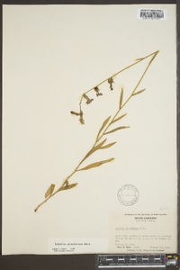 Lobelia glandulosa image