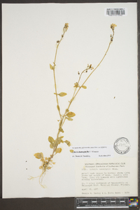 Lobelia homophylla image