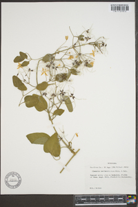 Clematis maximowicziana image