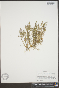 Draba brachycarpa image