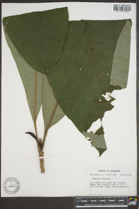 Magnolia tripetala image