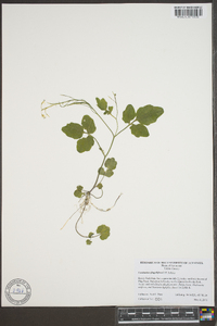 Cardamine flagellifera image