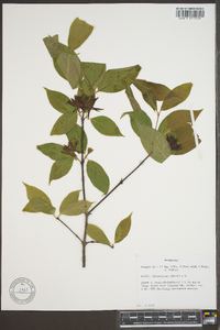 Calycanthus floridus image