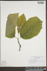 Magnolia acuminata image