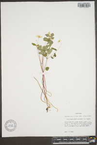 Anemonella thalictroides image