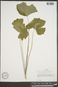 Jeffersonia diphylla image