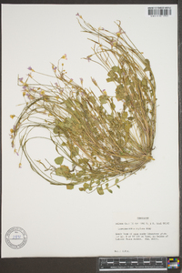 Leavenworthia stylosa image