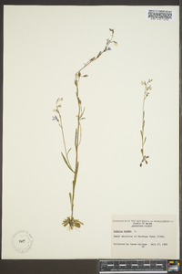 Lobelia kalmii image