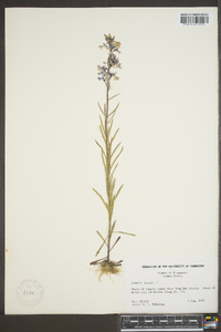 Lobelia kalmii image