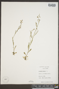 Lobelia kalmii image