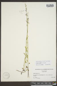 Lobelia nuttallii image