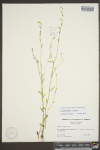 Lobelia nuttallii image