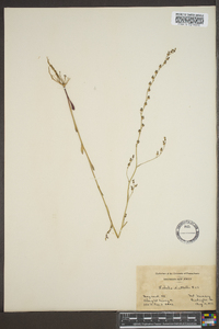 Lobelia nuttallii image