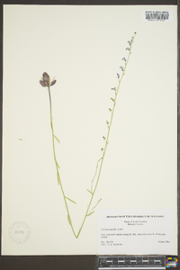 Lobelia nuttallii image