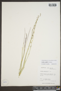 Lobelia nuttallii image