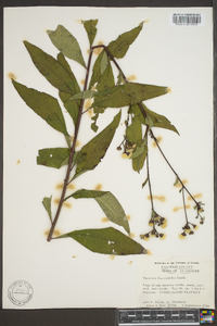 Vernonia flaccidifolia image